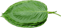 kratom leaves isolated facing left