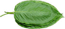 kratom leaves isolated