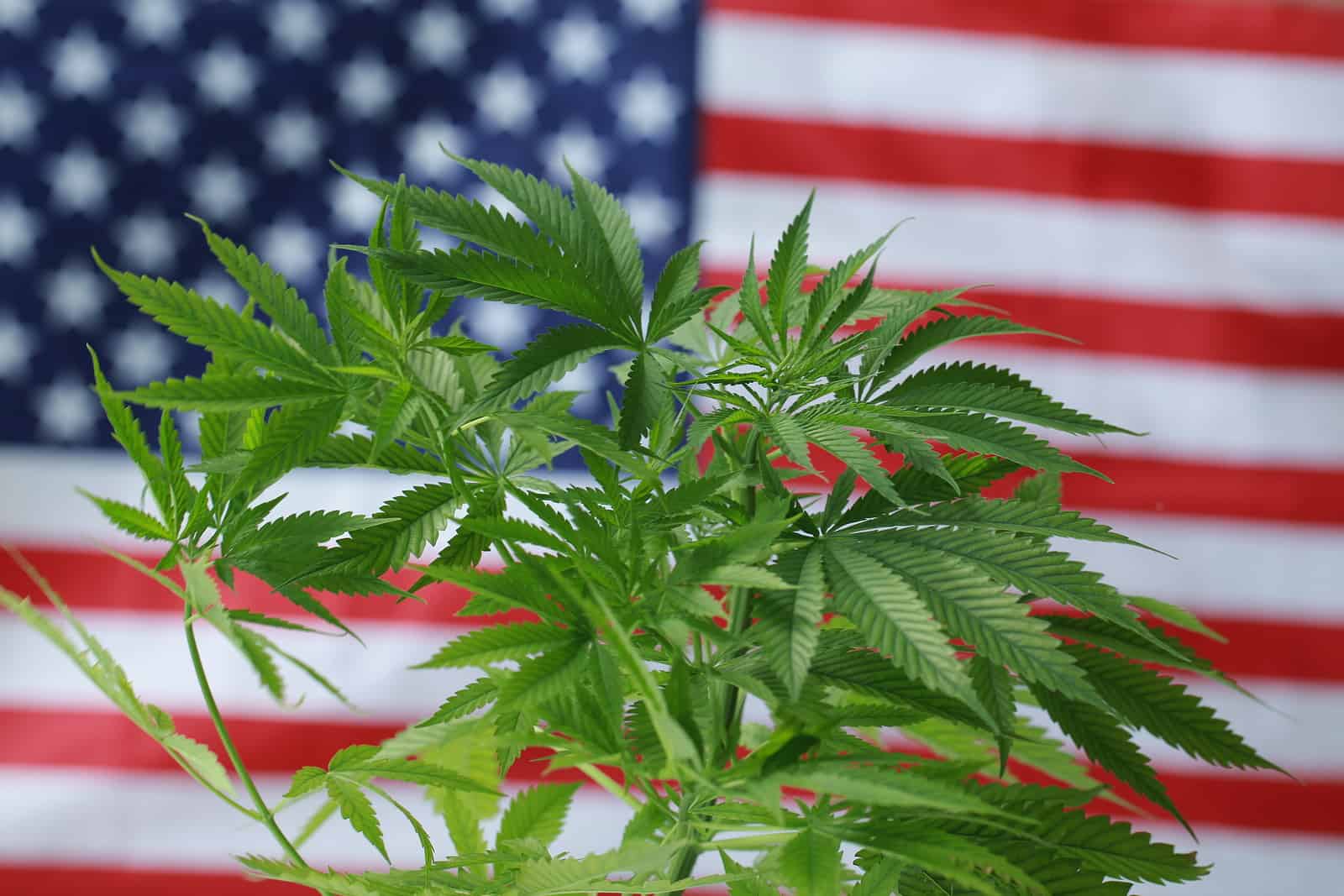 CBD and Veterans