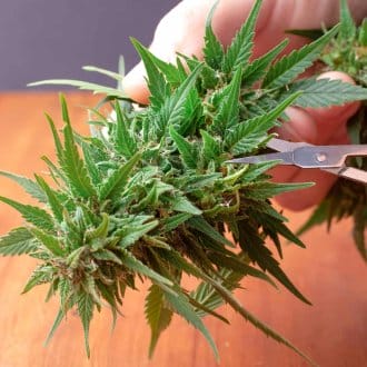 processing hemp
