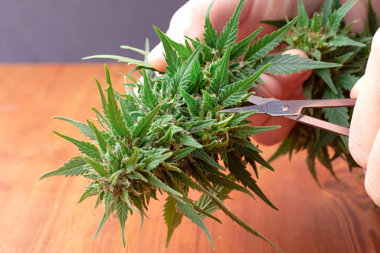 processing hemp