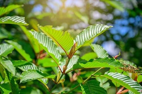 red vein bali kratom plant