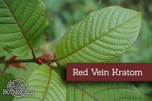 Red Vein Kratom Leaf
