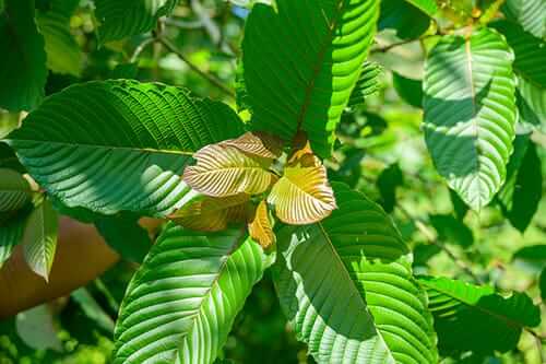 kratom and how to store it