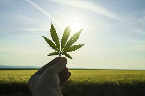 CBD's Health Benefits