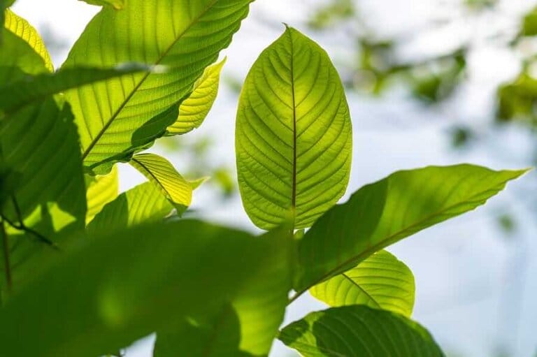 The Beginnings of Kratom Usage