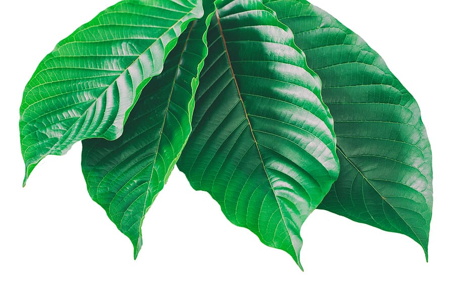 kratom tree and lab testing