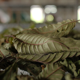 The Different Methods of Harvesting and Drying Kratom