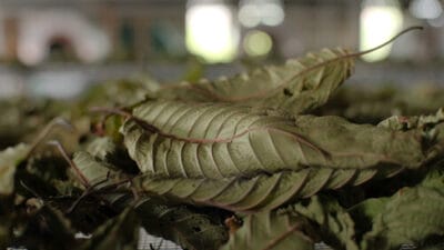 The Different Methods of Harvesting and Drying Kratom