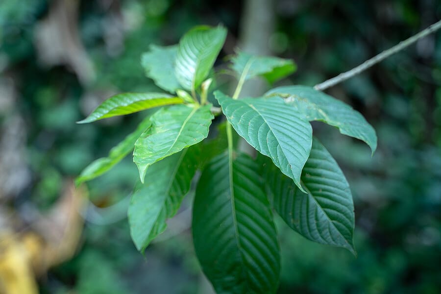 Kratom Blends and Strains