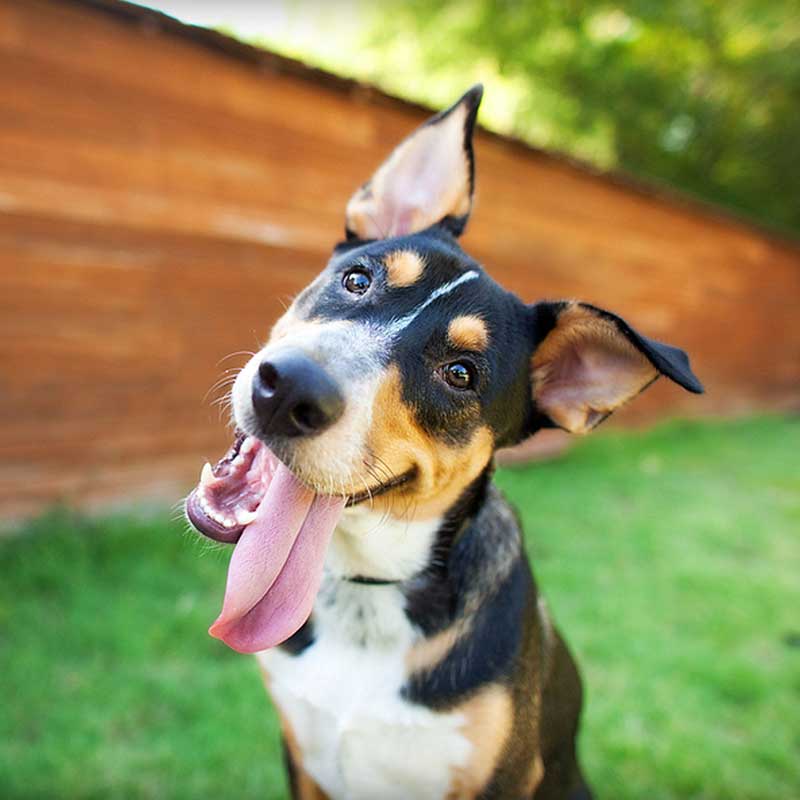dog cbd oil
