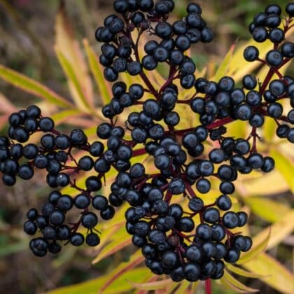 Elderberries capsules made from nature