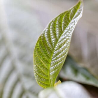 Kratom Extract made with Kratom leafs