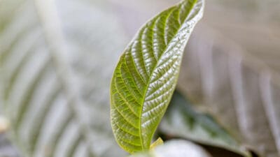 Kratom Extract made with Kratom leafs