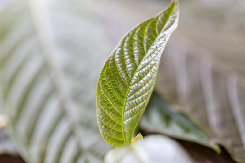 Kratom Extract made with Kratom leafs