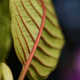 Red Explosion Kratom