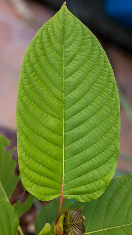 What is Kratom?