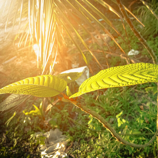 Kratom leaf 