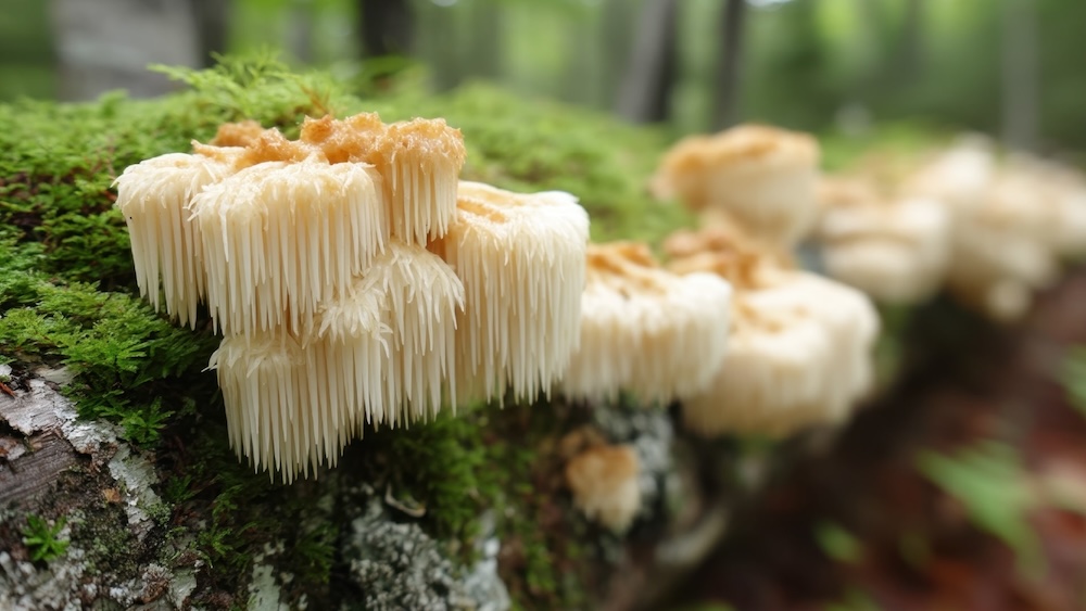 Lions-Mane - Kats Botanicals Mushrooms