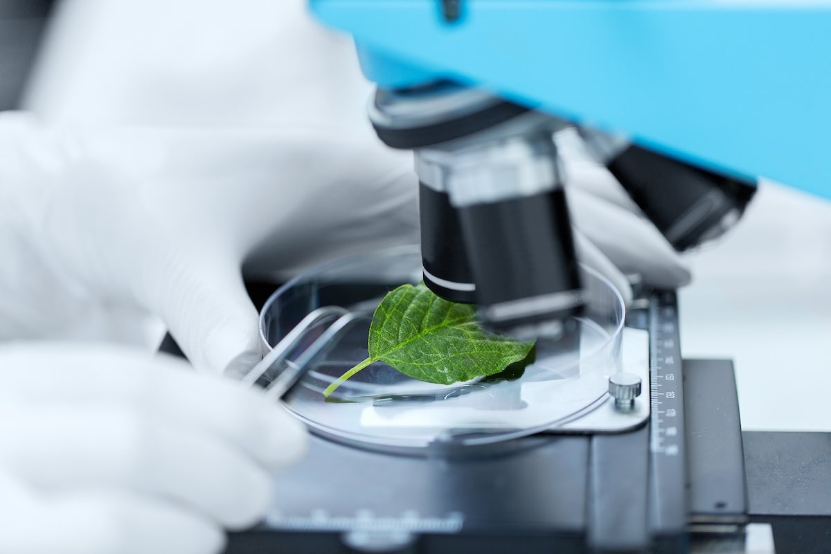 MIT Leaf