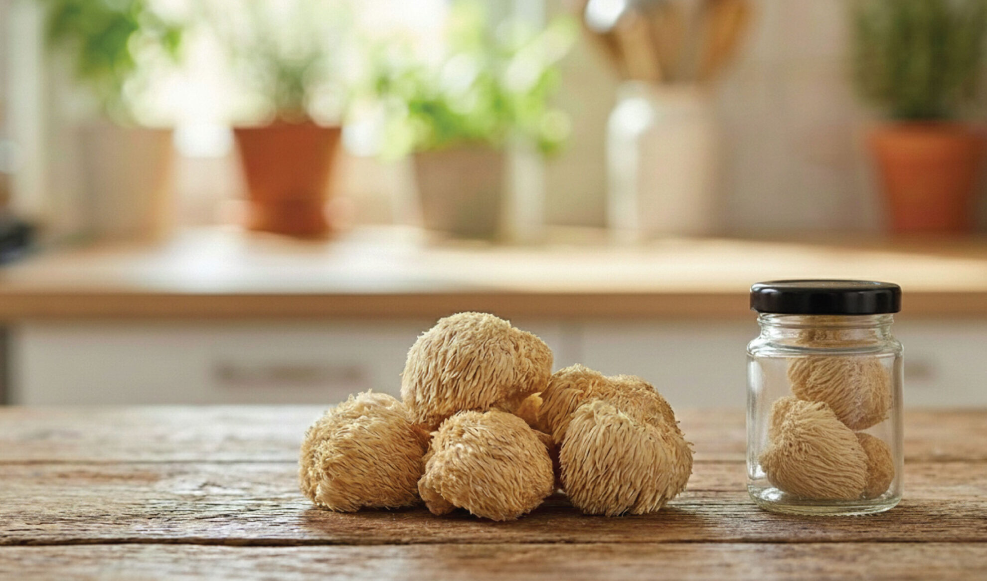 Several lions mane mushrooms are placed on a wooden table beside a glass jar containing two more mushrooms, with a kitchen and potted plants blurred in the background.
