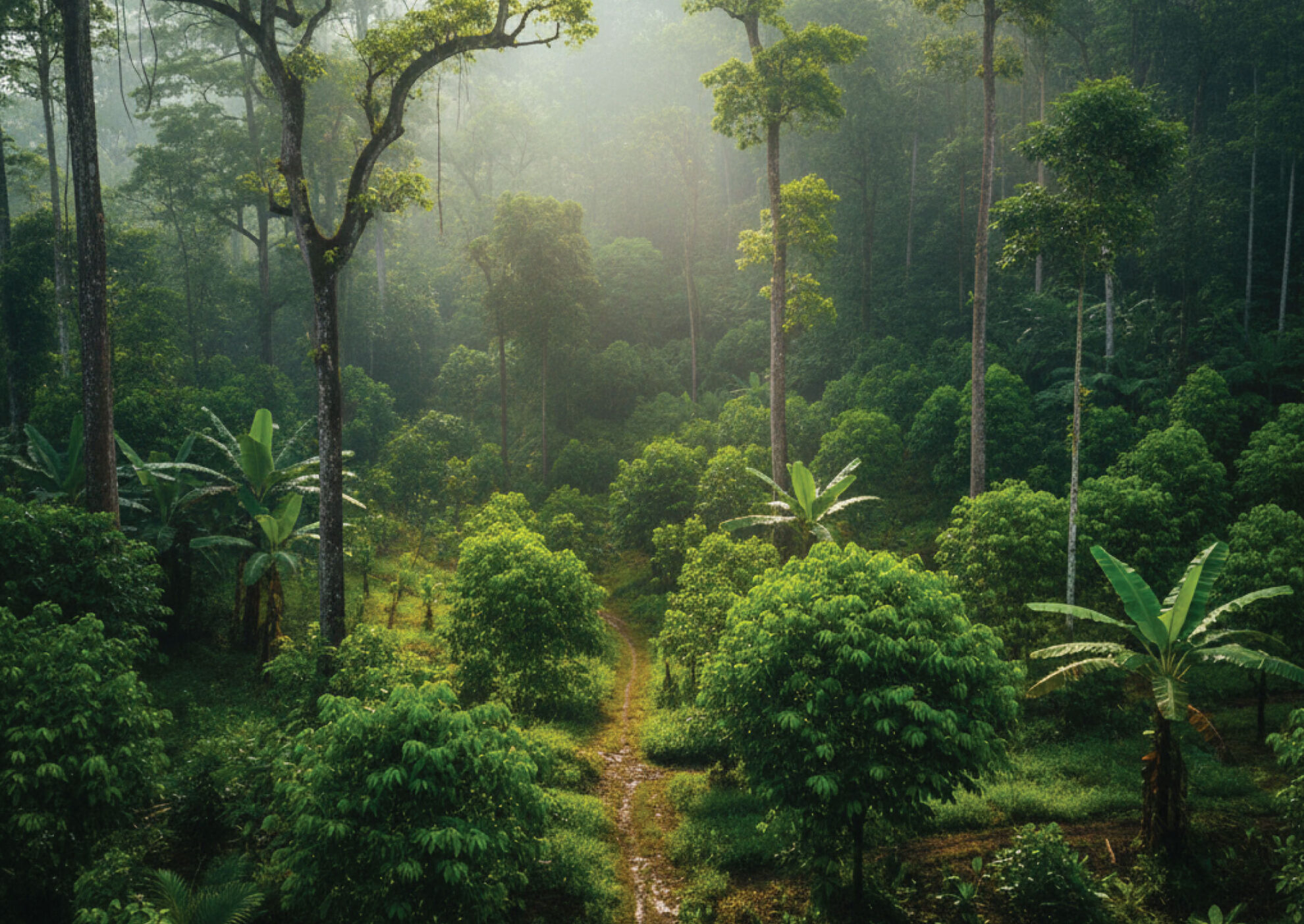 A lush, green tropical forest with tall trees, dense foliage, and a narrow winding path leading through the vegetation. Sunlight filters through the mist, creating a serene and vibrant atmosphere.