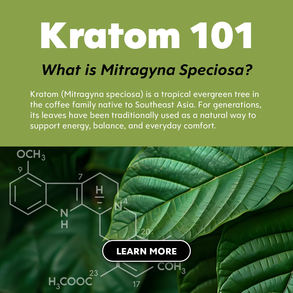 What is Kratom - Kats Botanicals