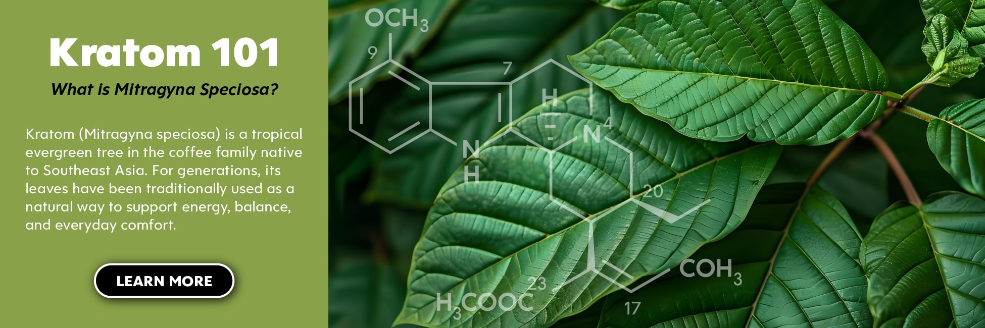 What is Kratom - Kats Botanicals