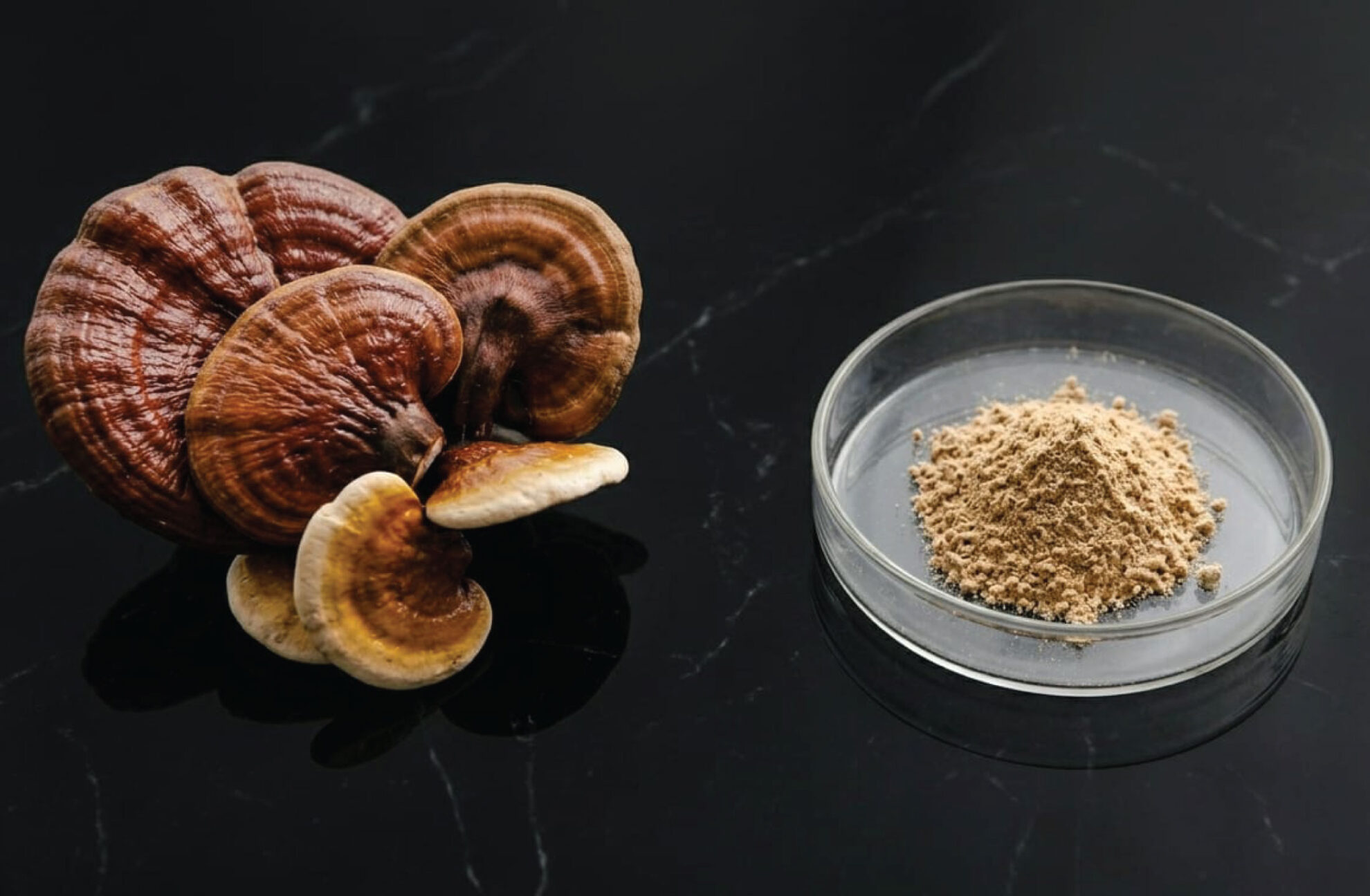 A cluster of reishi mushrooms sits on a black marble surface next to a clear petri dish containing light brown mushroom powder.
