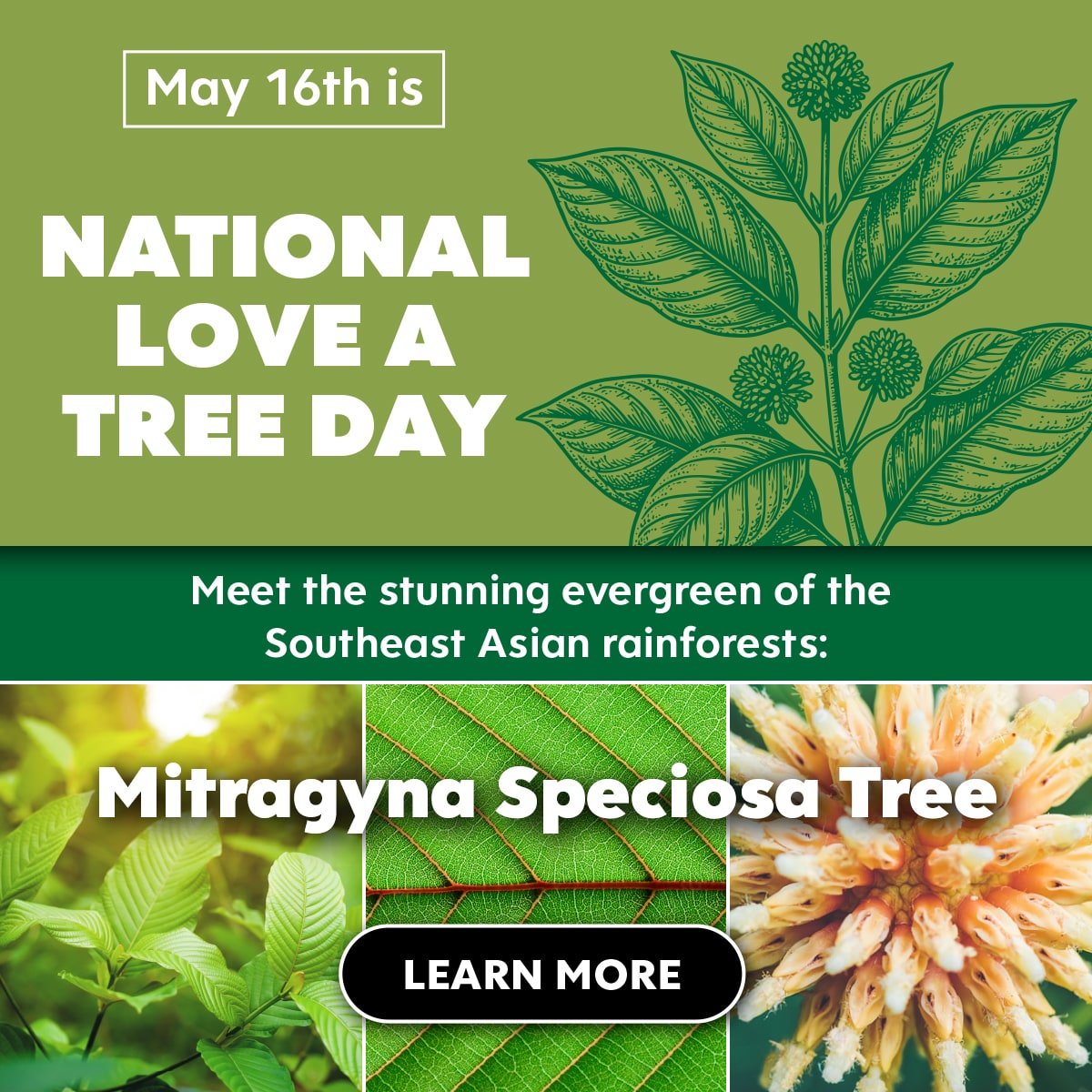 Kats Botanicals - National Love a Tree Day